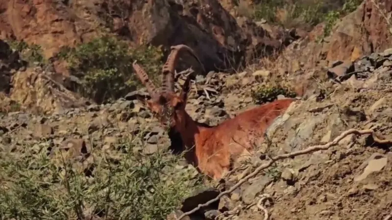 Erzurum Tortum'da Yabani Dağ Keçileri Karayolu Yakınında Görüntülendi