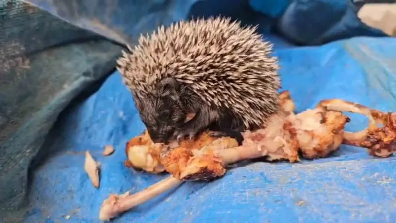 Bolu'da Bahçesinde Mangal Yapan Vatandaş Yavru Kirpiyi Tavuk Kanadıyla Besledi
