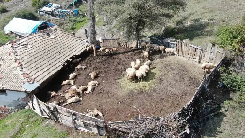 Kastamonu'da Köye İnen Kurtlar 18 Koyunu Telef Etti