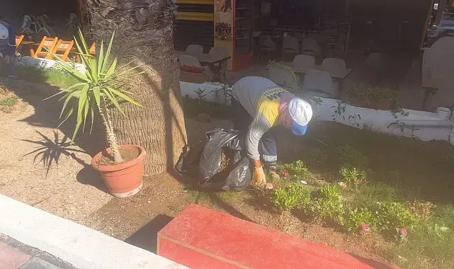 Didim Belediyesi'nin kendi üretimi çiçekler toprakla buluşuyor