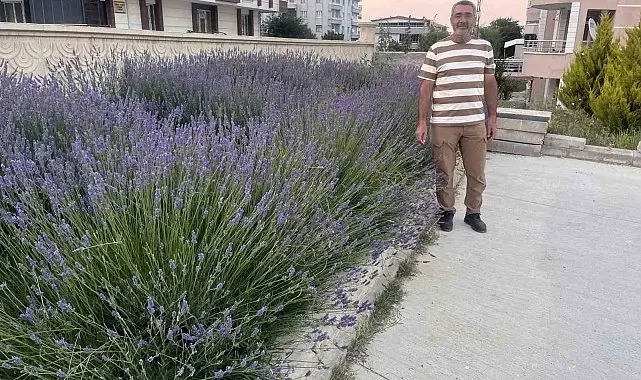 Lavantalar cami bahçesini renklendirdi