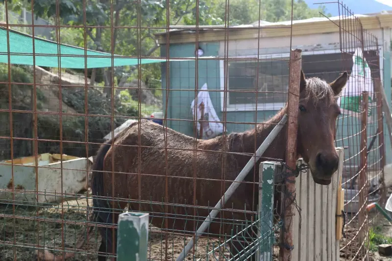 Artvin’de Kesimden Kurtarılan Atlar İçin 5 Yıldır Gönüllüler Mücadele Ediyor