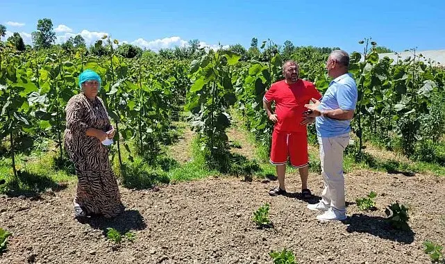 "Dron ile çeltik ilaçlaması" tartışması: "Mahsullerimiz yanıyor"