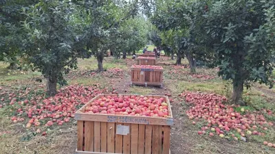 Denizli Çivril'de Elma Üreticisi Artan Maliyetler Nedeniyle Zor Günler Yaşıyor