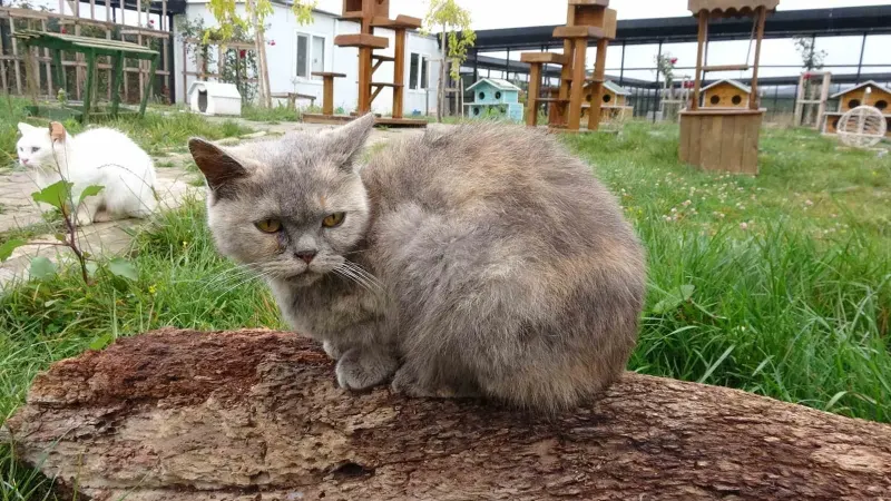 Yozgat Belediyesinin Evcil Köy Projesi Hayvanseverlerin Odağı Oldu