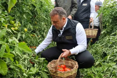 Bilecik'te Domates Hasadında Yüksek Verim Sevinci Yaşandı