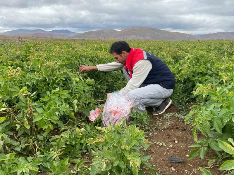 Bayburt'ta Tohumluk Patates Üretim Alanlarında Karantina Kontrolü