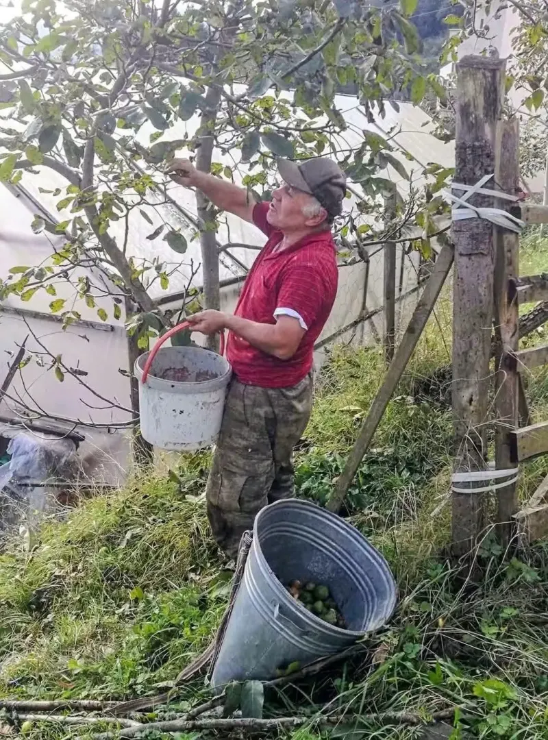 Trabzon Şalpazarı’nda Emekli Orman Mühendisi Fındığa Alternatif Ceviz Yetiştiriyor