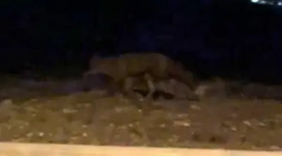 Eskişehir'de Gece Vakti Sokaklarda Yiyecek Arayan Tilki Kamerada