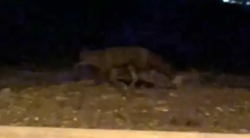 Eskişehir'de Gece Vakti Sokaklarda Yiyecek Arayan Tilki Kamerada