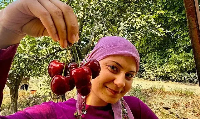 İhracatlık kirazda hasat dönemi başladı