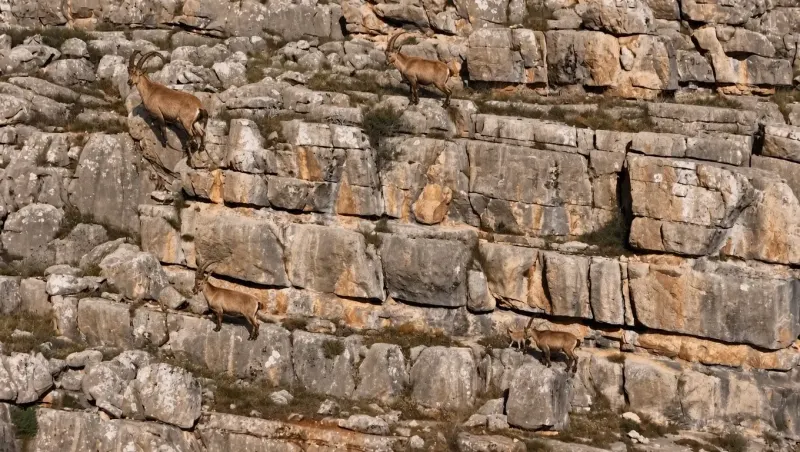 Munzur Dağları'nda Sarp Kayalıklarda Yaşayan Yaban Keçileri Havadan Görüntülendi