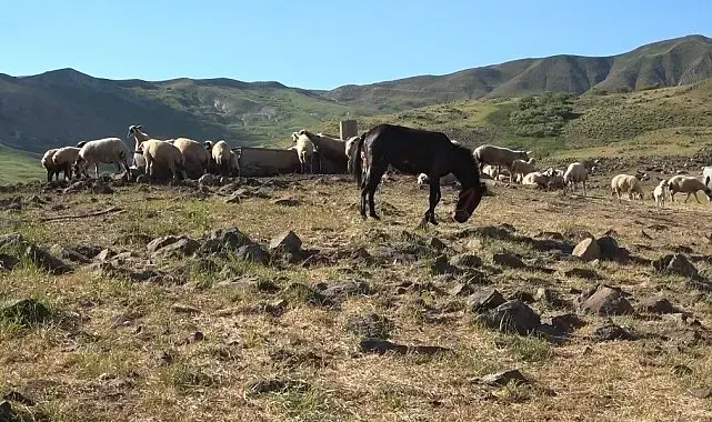 Tunceli'de üreticiler hayvan başına yaklaşık 30 TL ödeyerek yaylalardan faydalanabiliyor