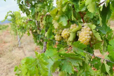 Kahramanmaraş Afşin’de Bağ Bozumu Heyecanı Başladı