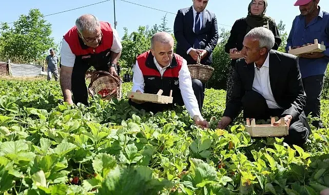 Vali Hatipoğlu, çilek hasadı yaptı