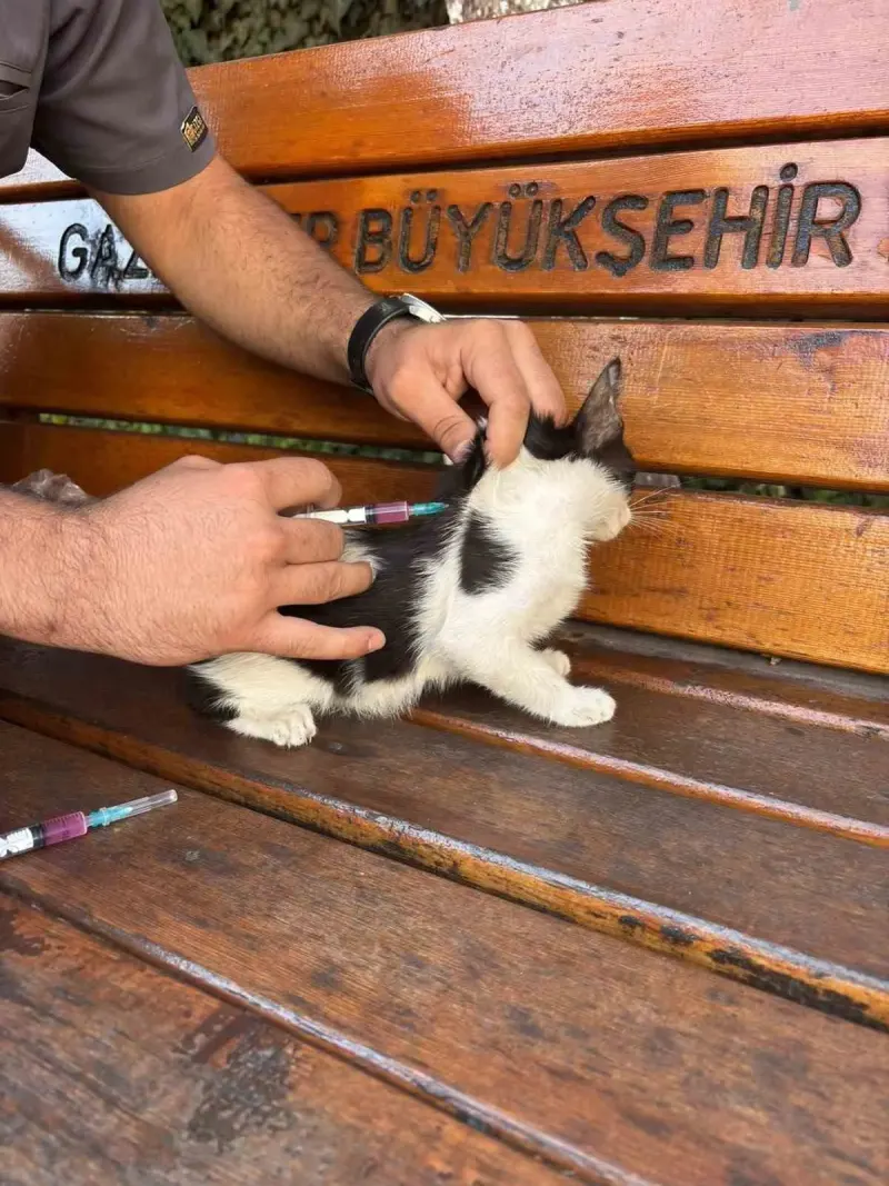 Gaziantep Kolej Vakfı Öğrencilerinden Sokak Kedileri İçin Sağlık Çalışması