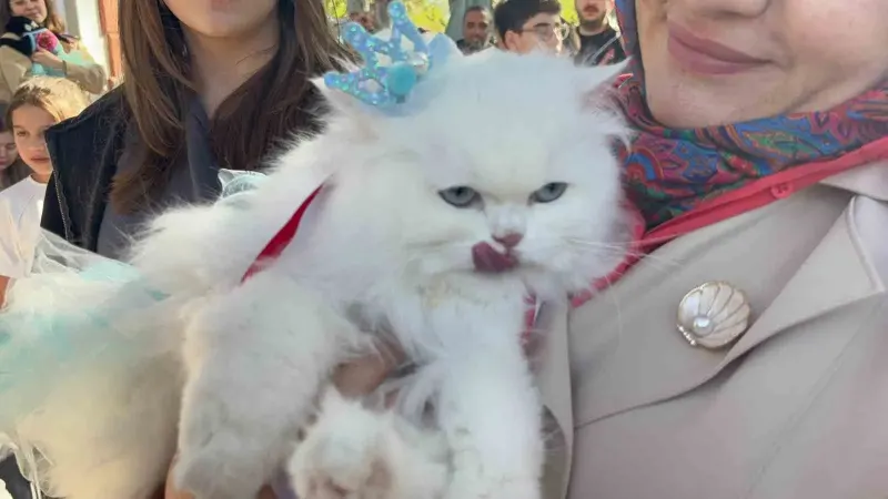 Tokat'ta Düzenlenen 3. Geleneksel Kedi Güzellik Yarışması Renkli Anlara Sahne Oldu