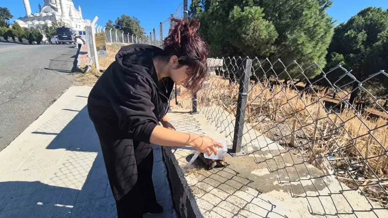 Tekirdağ'daki Otluk Yangınında Alevlerin Ortasından Kurtarılan Kaplumbağaya Vatandaş Şefkati