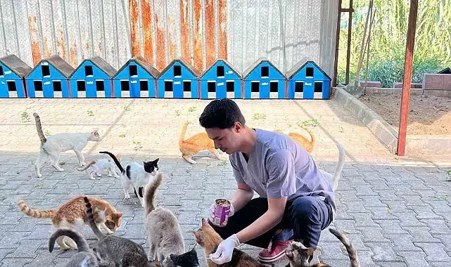 Kemer'de haziran ayında 189 sokak hayvanı kısırlaştırıldı