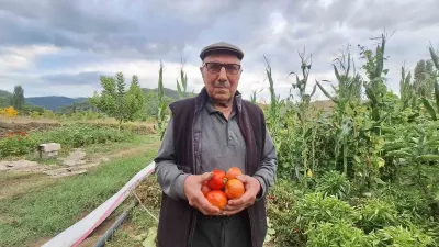 Manisa'da Ata Tohumu Domatesleri Geleceğe Taşıyan Çiftçi Mirası Yaşatıyor