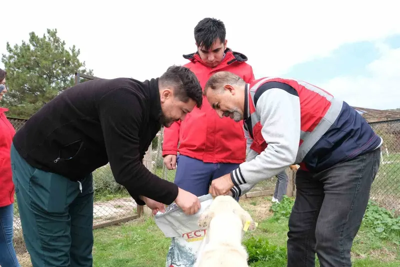 Kütahya'da Vakıflardan Sahipsiz Hayvanlara Anlamlı Mama Desteği