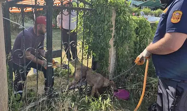 Parmaklıklara sıkışan köpek kurtarıldı