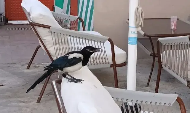 Sevimli saksağan Tekirdağlıların maskotu haline geldi