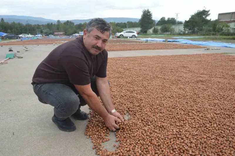 Ordu’dan Fındık Kurutmak İçin Tokat’a Gelen Üreticiler Sağanağa Yakalandı