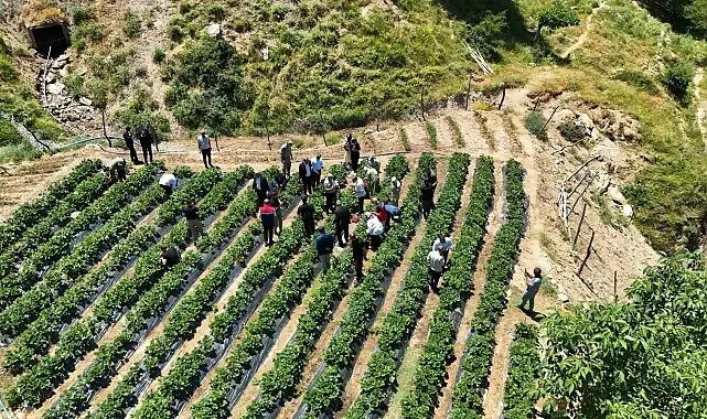 Siirt'te çilek hasadı