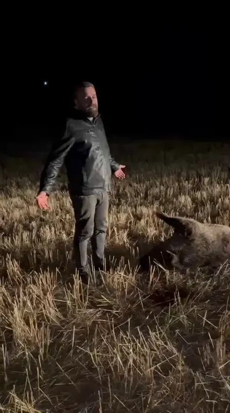 Sivas'ta Mısır Tarlasına Zarar Veren Domuz Sürüsü Nöbetle Avlandı