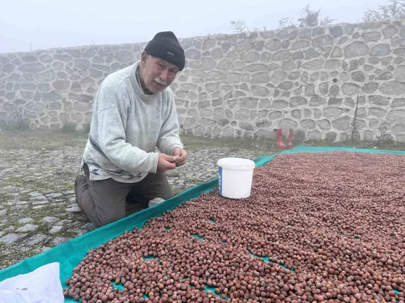 Giresunlu Üreticiler Yağışlı Hava Yüzünden Yaylada Fındık Kurutmakta Zorlanıyor