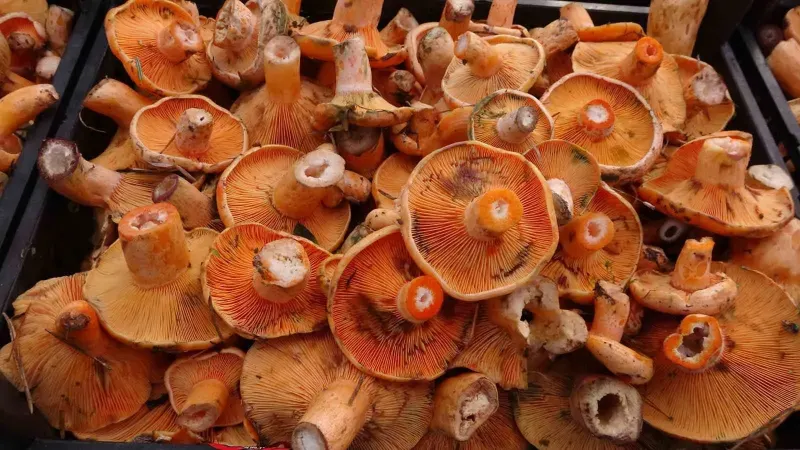 Karadeniz Bölgesinde Mantar Zehirlenmeleri Arttı: Uzmanından Kritik Uyarı