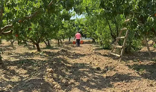 Bursa şeftalisinde hasat başladı