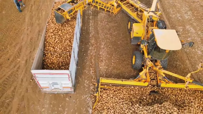 Tekirdağ Çorlu'da Şeker Pancarı Hasadı Tamamlandı ve Dekara 10 Ton Verim Alındı