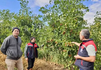 Afyonkarahisar Başmakçı'da Hünnap Üretimi Tarımsal Çeşitliliği Artırıyor