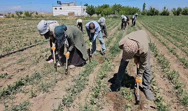 Adilcevaz'da kavurucu sıcakta ekmek parası mücadelesi