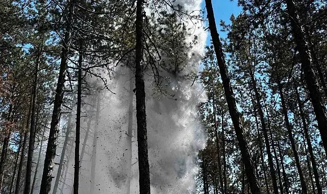 Kastamonu'da orman yangını: Alevlere havadan ve karadan müdahale edildi