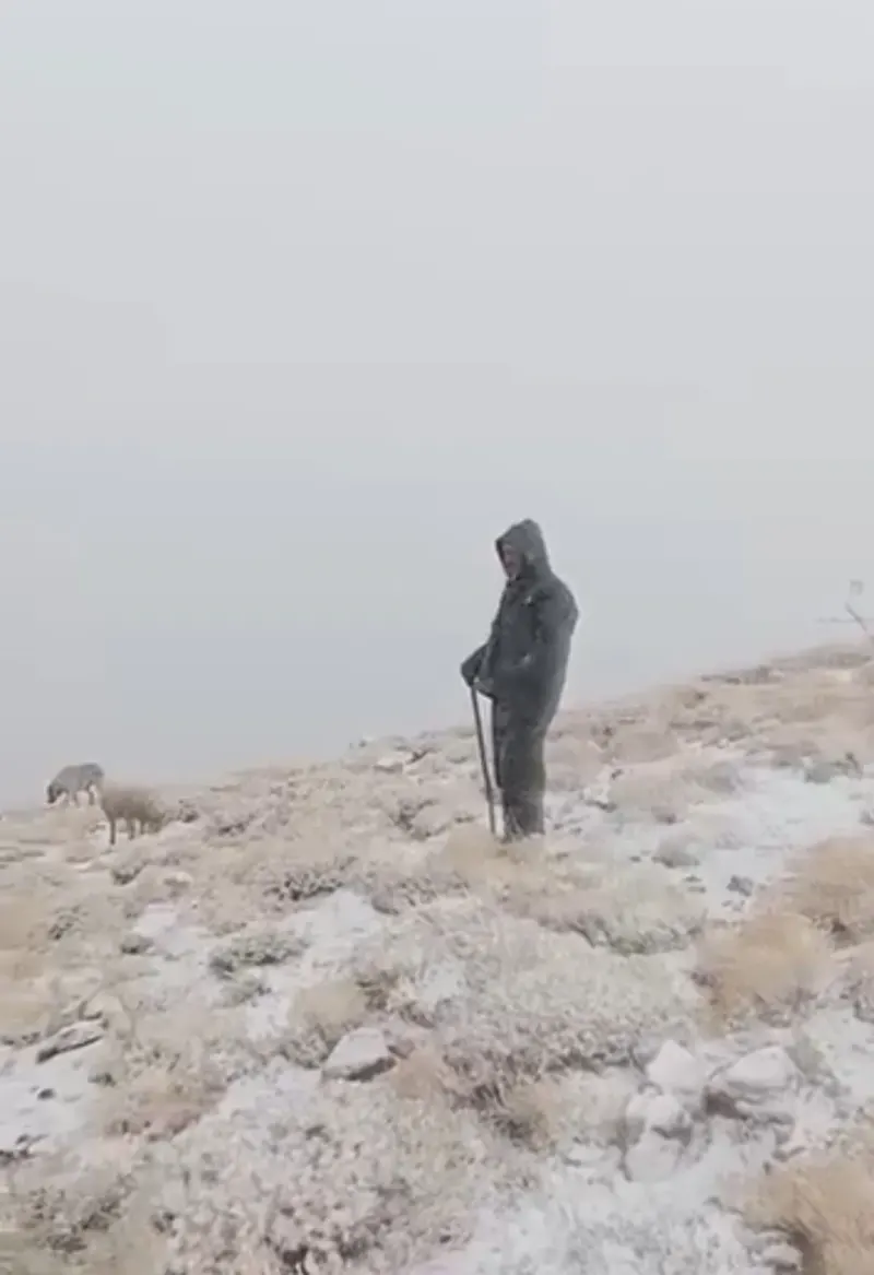 Tunceli Ovacık'ta Kar Yağışı Etkili Oldu: Çoban Koyunları Karlar Altında Otlattı