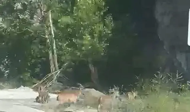 Malatya'da yaban keçileri karayolunda görüntülendi