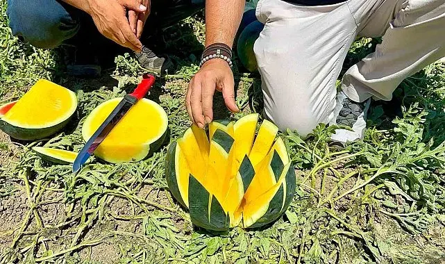 'Tropical Sunshine' üreticinin yüzünü güldürüyor