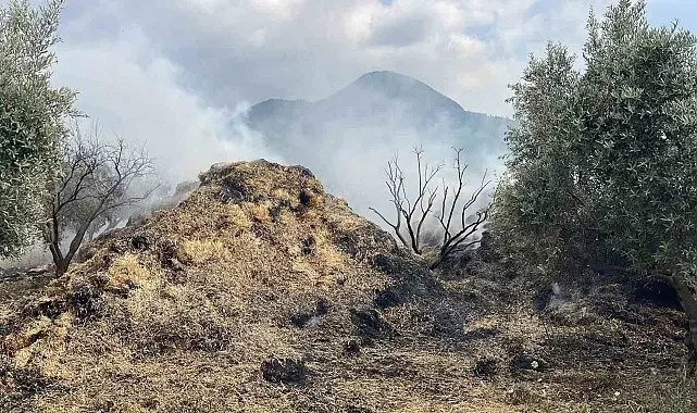 Osmaniye'de bahçedeki saman balyaları yandı, zeytin fidanları zarar gördü