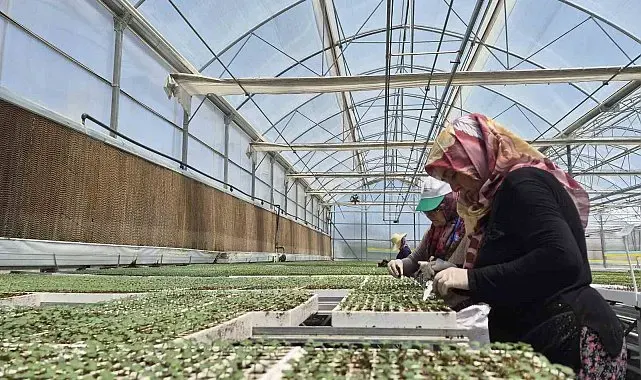 Eskişehir'de jeotermal ve İtalyan teknolojili fide üretimi yapılıyor