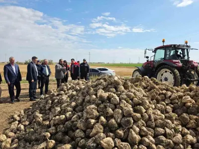 Aksaray Sultanhanı İlçesinde Şeker Pancarı Hasadı Heyecanı Başladı