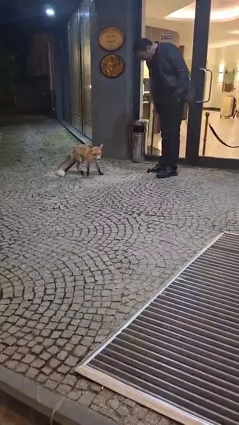 Palandöken’de Otel Müdürü Kapısına Gelen Tilkiyi Eliyle Besledi