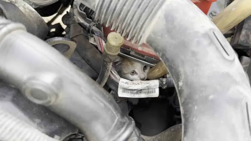 Elazığ'da Otomobilin Motoruna Sıkışan Yavru Kedi Yarım Saatte Kurtarıldı