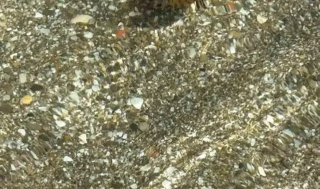 Tekirdağ sahilinde kahverengi pusula denizanaları görüldü