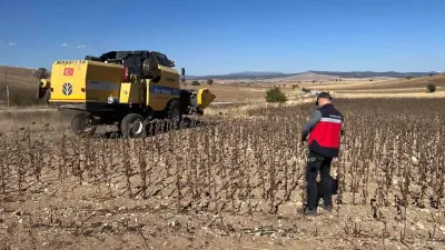 Aslanapa İlçesinde Hibeli Ayçiçeği Üretiminde Hasat Kontrolleri Yapıldı