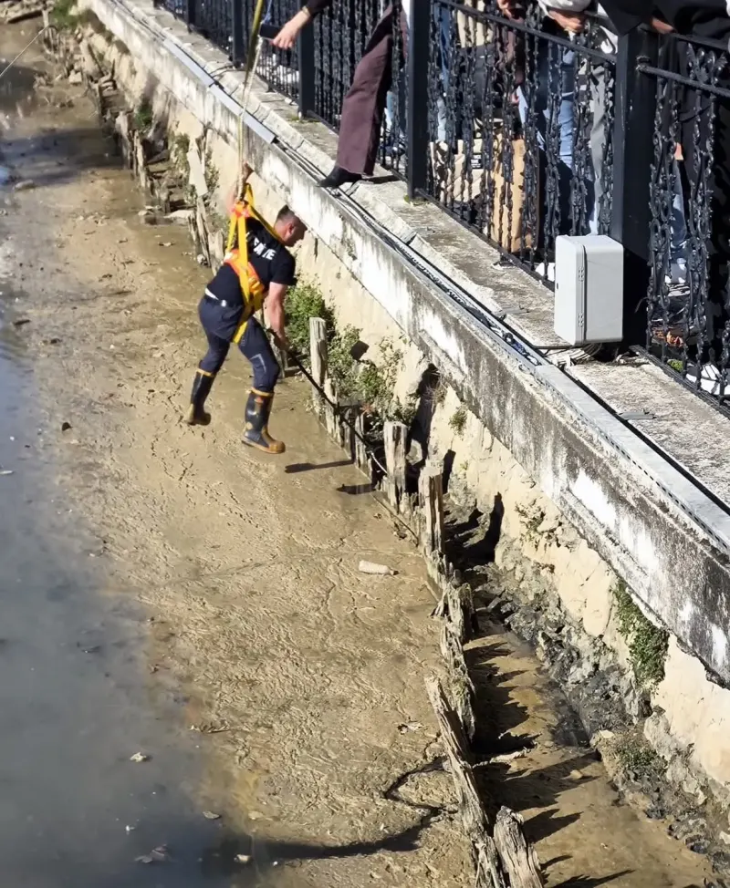 Yalova'da Dere Yatağında Mahsur Kalan İki Kedi İtfaiye Tarafından Kurtarıldı