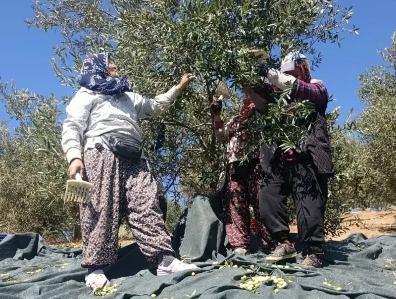 Akhisar İlçesinde Domat Zeytininde Hasat Heyecanı Başladı