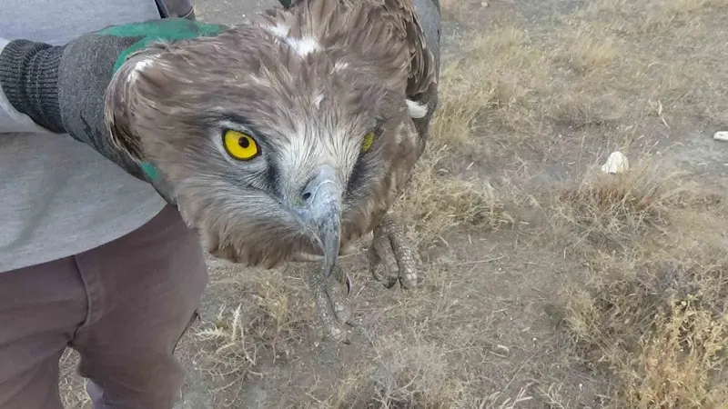 Konya'da Arazide Bulunan Yaralı Yılan Kartalı Koruma Altına Alındı